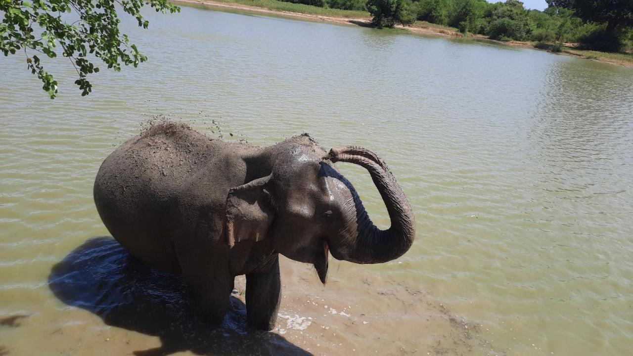Wild Lake Side Udawalawe Buitenkant foto